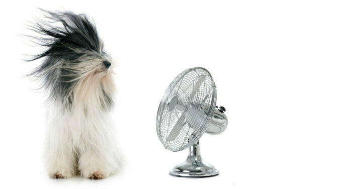 Ein Hund mit langem Fell lässt sich mit einem Ventilator die Haare aus dem Gesicht blasen.