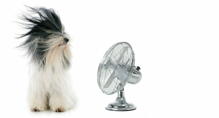 Ein Hund mit langem Fell lässt sich mit einem Ventilator die Haare aus dem Gesicht blasen.