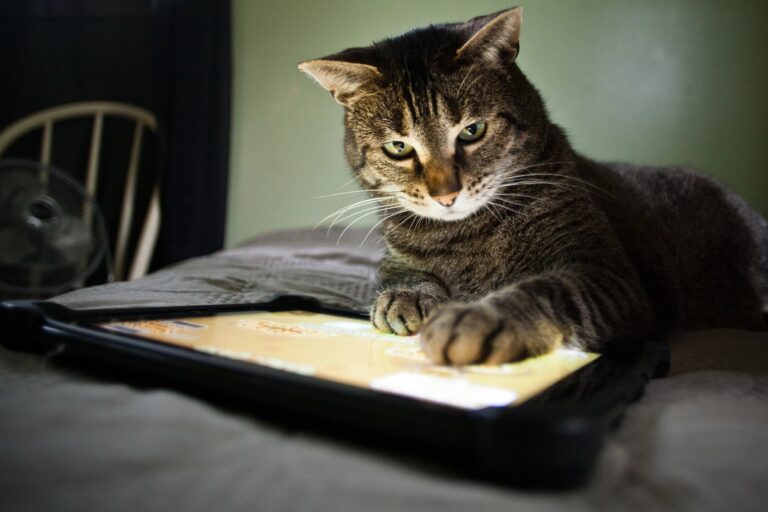 Katze hat ihre Pfote auf einem Tablet und steuert ein Smart Home