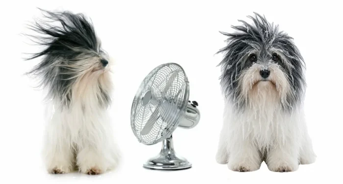 Ein Hund wird mit einem Ventilator angeblasen, daneben ein Hund mit Eis im Fell
